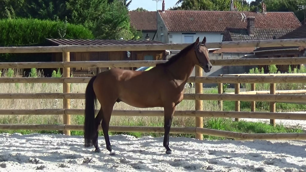 Très bon cheval de concours pour transition poney vers chevaux.