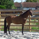 al_muwaiji_hermes_photo_06_7_aout_25